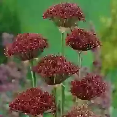Atropurpureum
